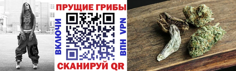 Галлюциногенные грибы Cubensis  Андреаполь 